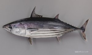カツオのサムネイル写真