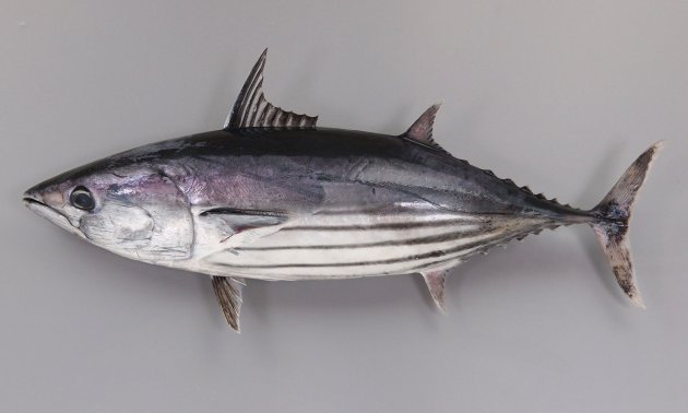 カツオ | 魚類 | 市場魚貝類図鑑