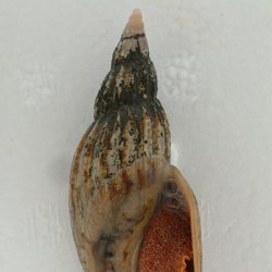 オオヒタチオビ | 軟体 | 市場魚貝類図鑑