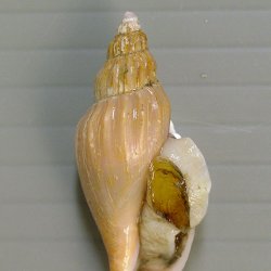 ガクフボラ科について＆生物一覧 | 市場魚貝類図鑑