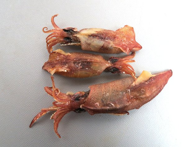 ケンサキイカの煮干し