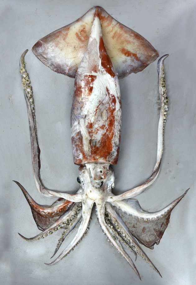 アカイカ (ムラサキイカ) | 市場魚貝類図鑑