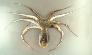 イイダコのサムネイル写真