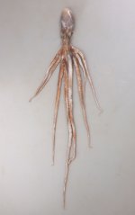 テナガダコのサムネイル写真