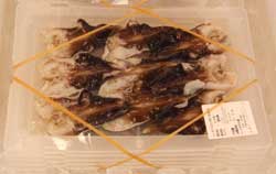 市場でのトリガイ