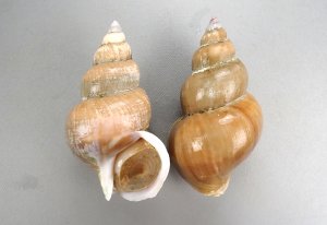 エッチュウバイのサムネイル写真