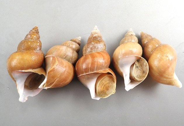 殻長15cm前後になる。ふくらみがあり、縫合（層と層の間の括れる部分）がくびれる。貝殻は薄く白色で淡黄触の殻皮に覆われる。殻は細い線が入り布目を思わせる。殻口は白く外側に反り曲がることがある。縫帯は低い。［島根県産］