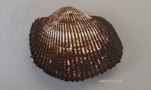 アカガイのサムネイル写真