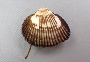 サルボウガイ | 軟体 | 市場魚貝類図鑑