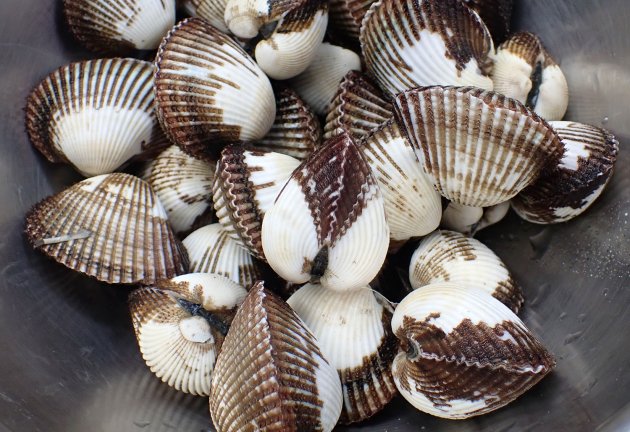ダイオウサルボウ　レア　貝殻　標本 サルボウガイ | 軟体 | 市場魚貝類図鑑