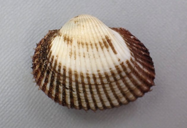 ダイオウサルボウ　レア　貝殻　標本 サルボウガイ | 軟体 | 市場魚貝類図鑑