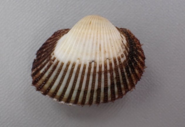 サルボウガイ | 軟体 | 市場魚貝類図鑑