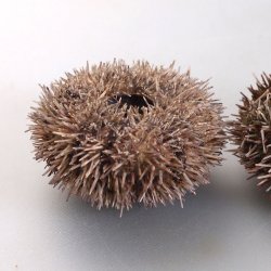 うにページ ウニ | 市場魚貝類図鑑
