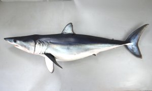 アオザメのサムネイル写真