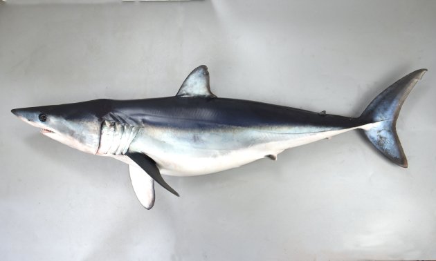 アオザメ | 魚類 | 市場魚貝類図鑑