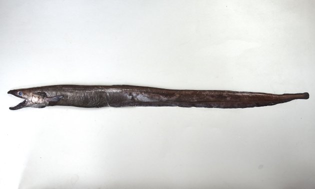 イラコアナゴの形態写真