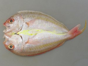 ソコイトヨリの開き干し