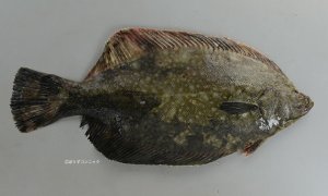 クロガレイのサムネイル写真