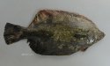 クロガレイのサムネイル写真