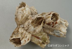 ミネフジツボのサムネイル写真