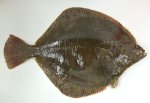 ツノガレイのサムネイル写真