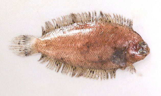 カワラガレイの形態写真