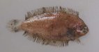 カワラガレイのサムネイル写真