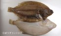 ニシマガレイのサムネイル写真