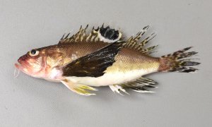ハチのサムネイル写真