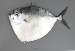 ギンカガミのサムネイル写真