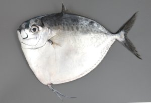 ギンカガミのサムネイル写真