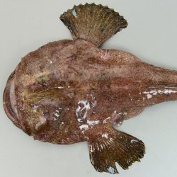 アンコウ | 市場魚貝類図鑑