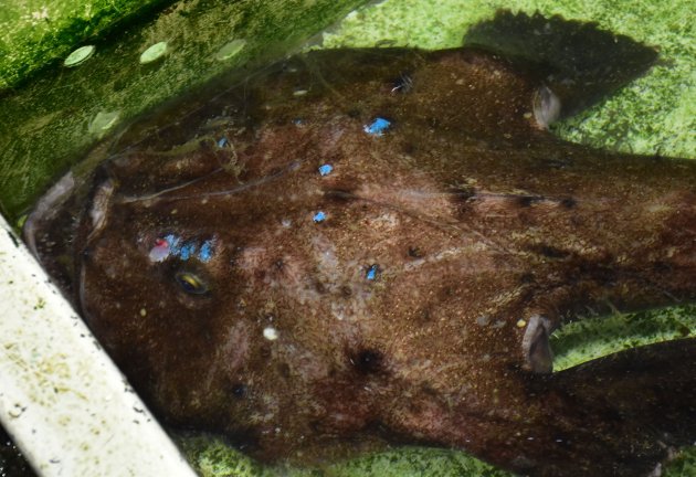 キアンコウ | 魚類 | 市場魚貝類図鑑