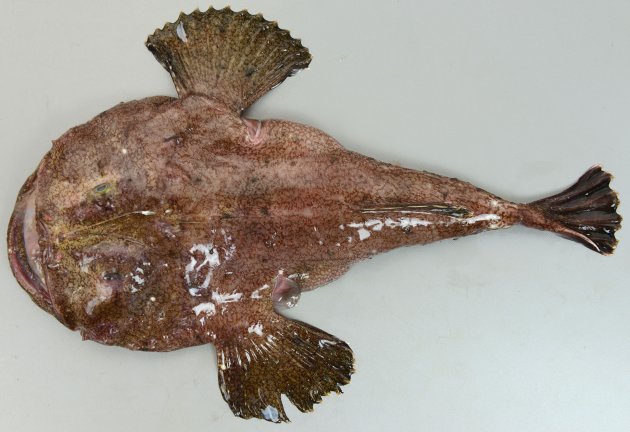 キアンコウ | 魚類 | 市場魚貝類図鑑