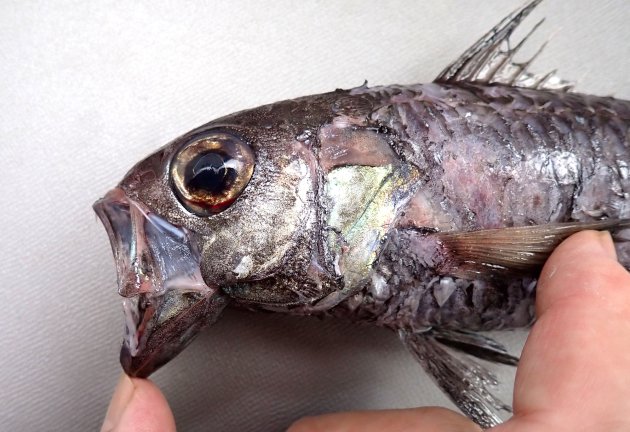 35cm SL 前後になる。細長く全身が墨のように黒い。口の中腹腔膜も黒い。腹鰭前縁はなめらか。臀鰭棘は２。