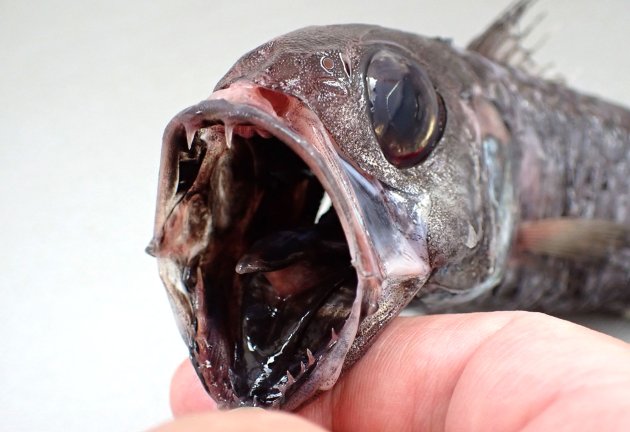 35cm SL 前後になる。細長く全身が墨のように黒い。口の中腹腔膜も黒い。腹鰭前縁はなめらか。臀鰭棘は２。