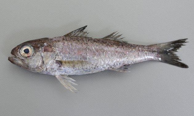 35cm SL 前後になる。細長く全身が墨のように黒い。口の中腹腔膜も黒い。腹鰭前縁はなめらか。臀鰭棘は２。