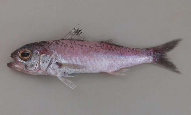 35cm SL 前後になる。細長く全身が墨のように黒い。口の中腹腔膜も黒い。腹鰭前縁はなめらか。臀鰭棘は２。