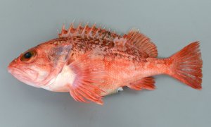 ユメカサゴのサムネイル写真