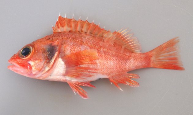 27cm SL前後になる。全体に赤く、尾鰭は截形もしくは微かに湾入するがわかりにくい。側線の上下に褐色帯状に見える斑紋がまったくないものと、あるものがある。上顎の前方に１対の歯塊がある。［千葉県竹岡産。背中の部分に暗色の斑紋がほとんどない個体。このタイプは東京湾、相模湾、駿河湾、遠州灘、熊野灘などでも見られる］