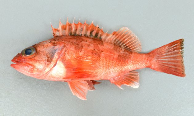 27cm SL前後になる。全体に赤く、尾鰭は截形もしくは微かに湾入するがわかりにくい。側線の上下に褐色帯状に見える斑紋がまったくないものと、あるものがある。上顎の前方に１対の歯塊がある。［長崎県産。全体に赤く側線の上と真下に褐色の斑紋がある東シナ海など］