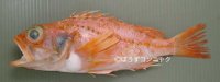 ミナミアフリカユメカサゴのサムネイル写真