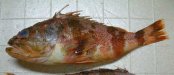 ミナミユメカサゴのサムネイル写真