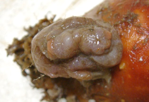 体長10センチを超える。表面が肉こぶ状になり、薄茶色もしくは白い。長い柄状のもので貝などに付着している。