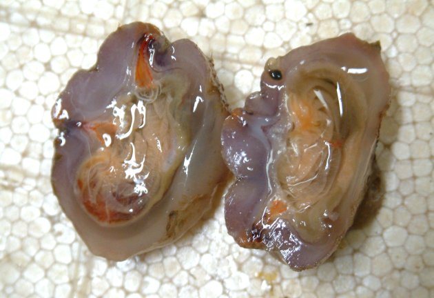 体長10センチを超える。表面が肉こぶ状になり、薄茶色もしくは白い。長い柄状のもので貝などに付着している。