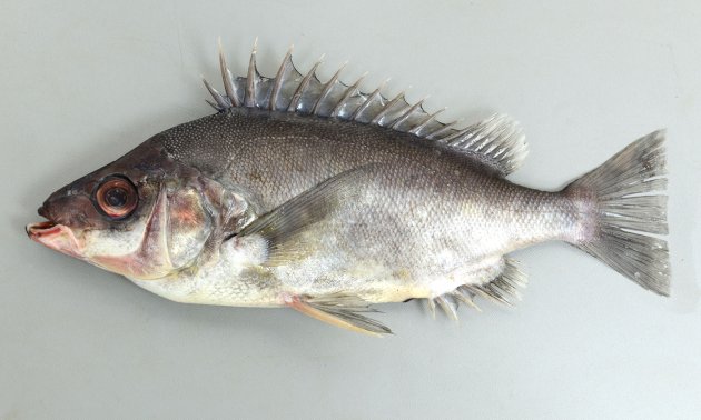 50cm SL 前後になる。頭部は骨質板に覆われる。側扁し体高が高いがツボダイと比べると体高は少し低い。全体が茶褐色もしくは灰色もしくは黒で模様がない。背鰭曲は13-14。