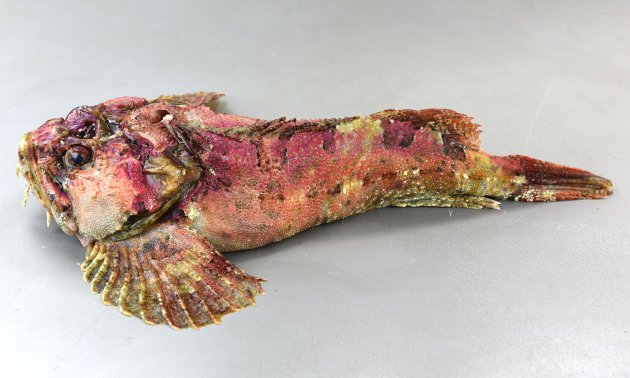ケムシカジカの形態写真