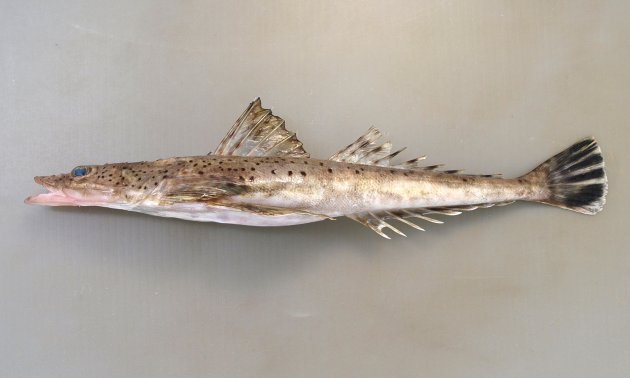 35cm SL 前後になる。縦へん（体高が低く）し、細長く頭部はそれほど大きくはない。体色は比較的薄く全身に丸く小さな褐色の斑紋が散らばる。両眼の間にある眼下骨隆起線は、ノコギリ状になっていて棘の数はなんとか数えられる。眼下骨系の隆起線は2-4棘。吻は極端に長くない。間鰓蓋骨に皮弁がない。