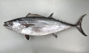 マグロ | 市場魚貝類図鑑