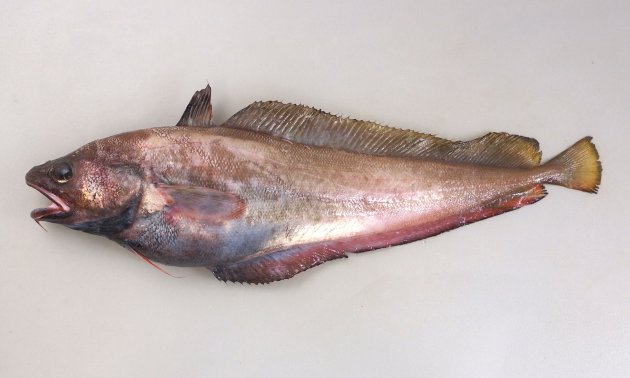 40cm SL 前後。腹鰭は普通で6〜７軟条で皮膜がある。吻は丸く下あごに１本の髭（ひげ）がある。頭部の無鱗域は狭く、吻端近くまで鱗がある。第１背鰭は糸状に伸びない。発光器（写真の黒く丸いもの）は腹鰭起底を結ぶ線よりも後ろにある。［北海道函館］